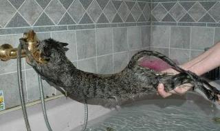 偷看洗澡好多毛 偷看洗澡好多毛